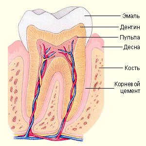 Photo: Structure des dents